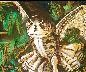 Quadro 